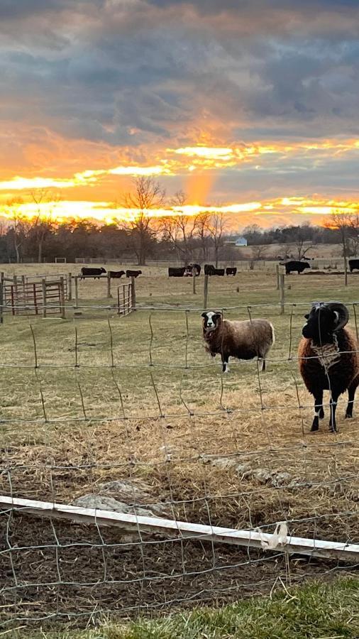 Shenandoah Valley Glamping - Amazing Views - Farm Edinburg Esterno foto